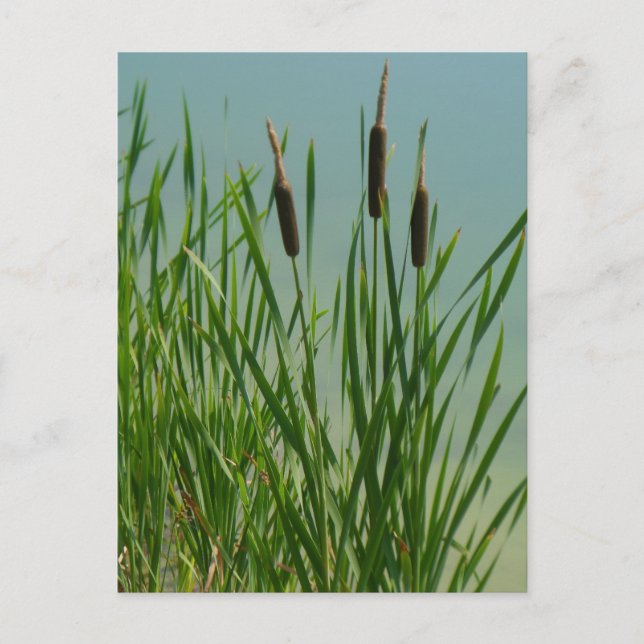 Carte Postale Cattails (Devant)