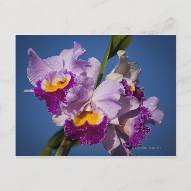 Carte Postale Cattleya Orchidée Hybride Avec Océan Pacifique (Devant)