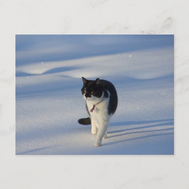 Carte postale Catwalk CC0093 (Devant)