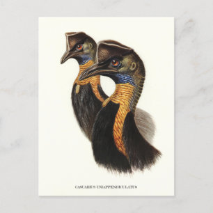 Carte Postale Causses nordiques, oiseaux Vintages