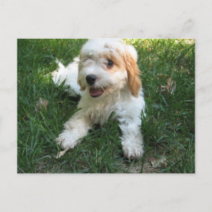 Carte postale Cavachon, Ajouter votre photo de chi