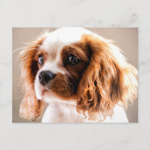 Carte postale Cavalier