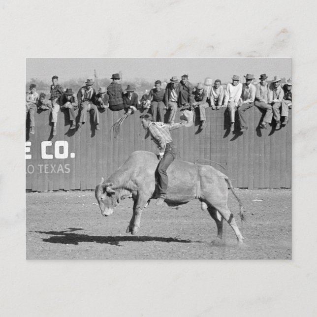 Carte Postale Cavalier de taureau de rodéo, 1940 (Devant)