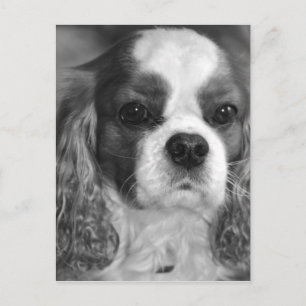Carte postale Cavalier King Charles