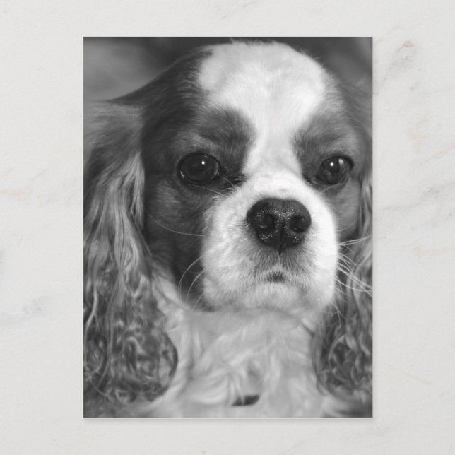 Carte postale Cavalier King Charles (Devant)