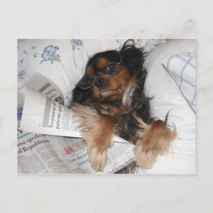 Carte Postale Cavalier King Charles au lit en train de lire le j