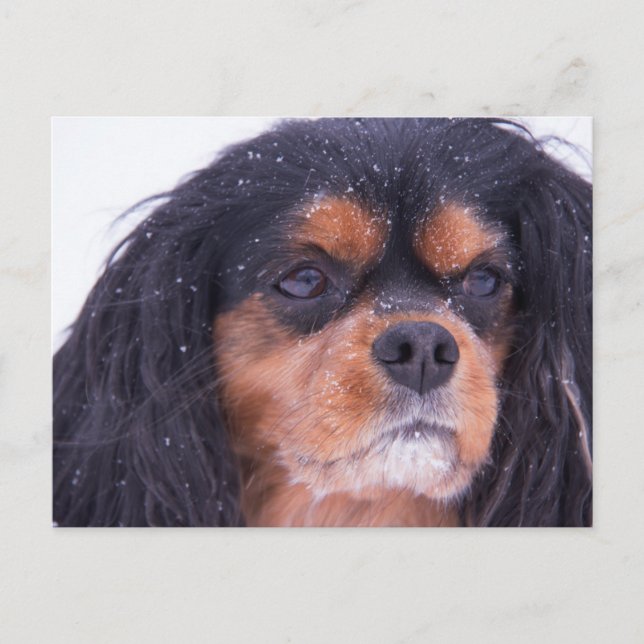 Carte postale Cavalier King Charles avec flocons d (Devant)