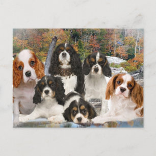 Carte Postale Cavalier King Charles ne peut pas avoir seulement