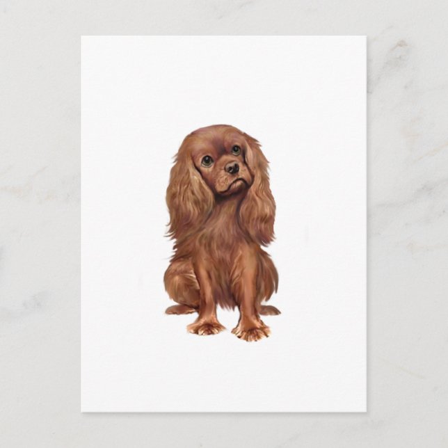 Carte Postale Cavalier King Charles - Ruby (Devant)