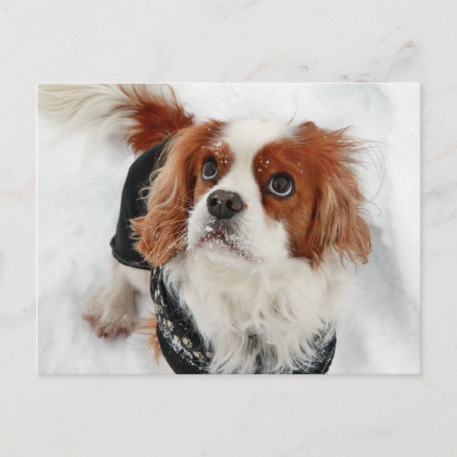 Carte Postale Cavalier King Charles Spaniel (Devant)