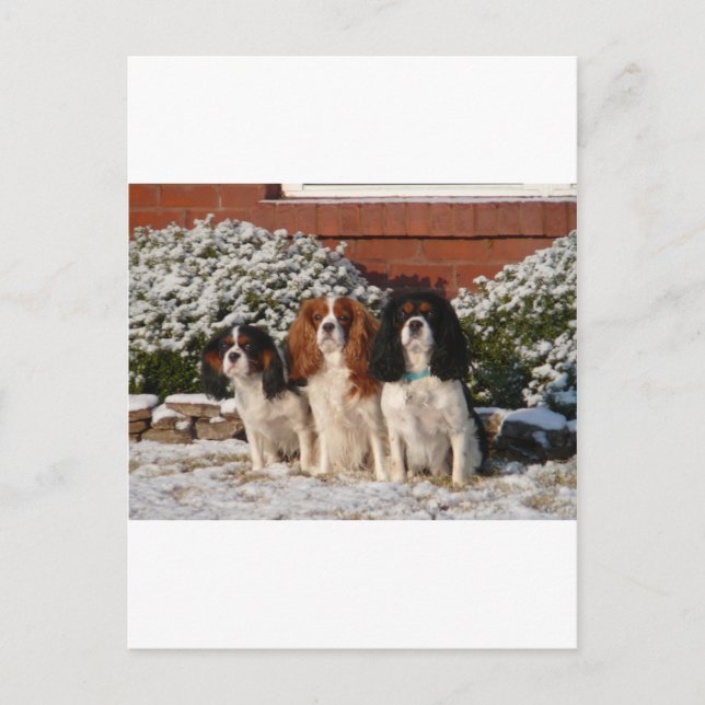Carte Postale Cavalier King Charles Spaniel (Devant)