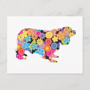 Carte Postale Cavalier King Charles Spaniel
