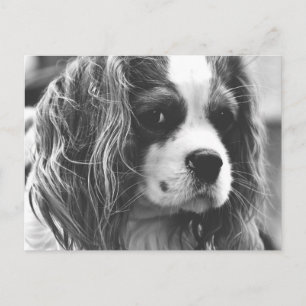 Carte Postale Cavalier King Charles Spaniel
