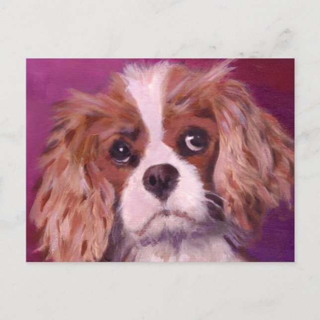 Carte Postale Cavalier King Charles Spaniel (Devant)