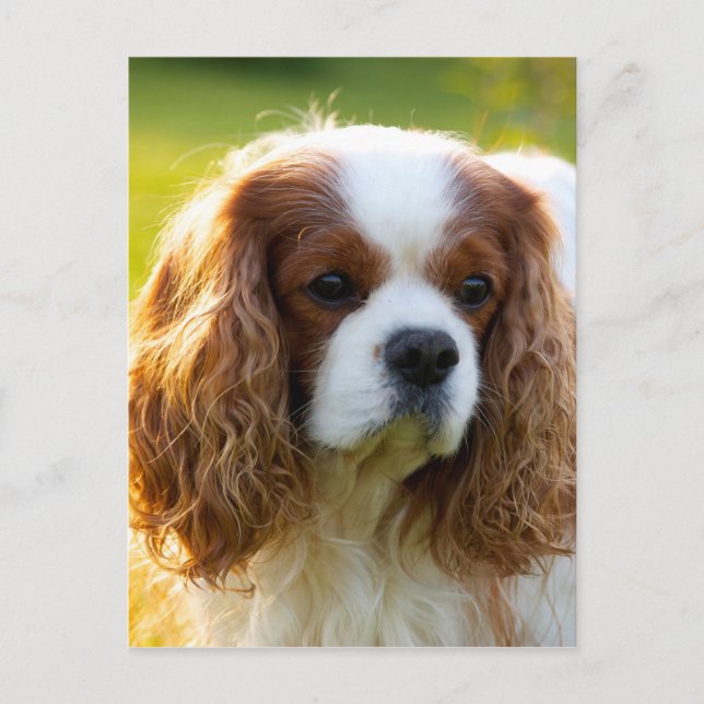 Carte Postale Cavalier King Charles Spaniel (Devant)