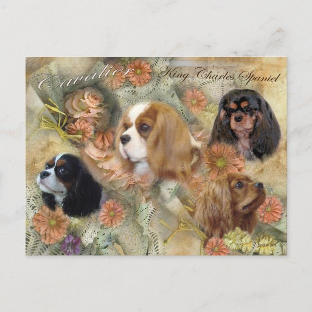 Carte Postale Cavalier King Charles Spaniel (Devant)
