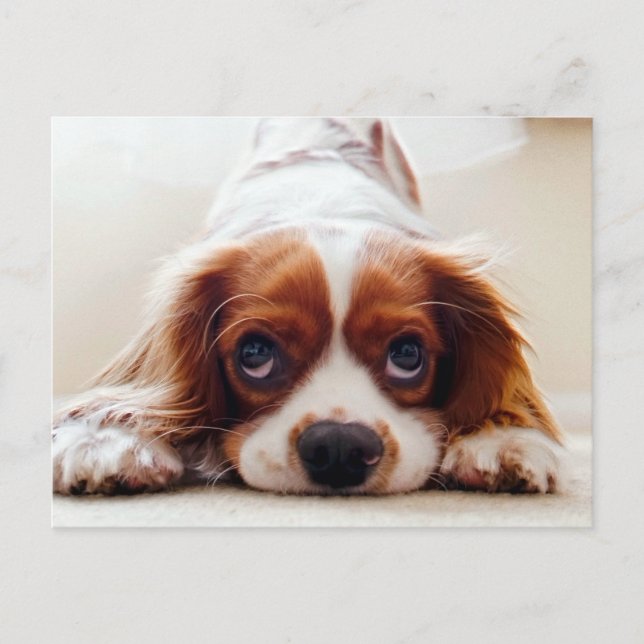Carte Postale Cavalier King Charles Spaniel (Devant)