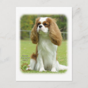Carte Postale Cavalier King Charles Spaniel