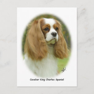 Carte Postale Cavalier King Charles Spaniel