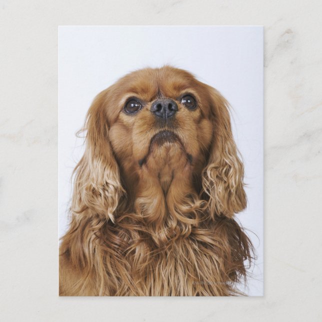 Carte Postale Cavalier King Charles Spaniel à la recherche (Devant)