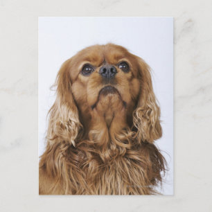 Carte Postale Cavalier King Charles Spaniel à la recherche