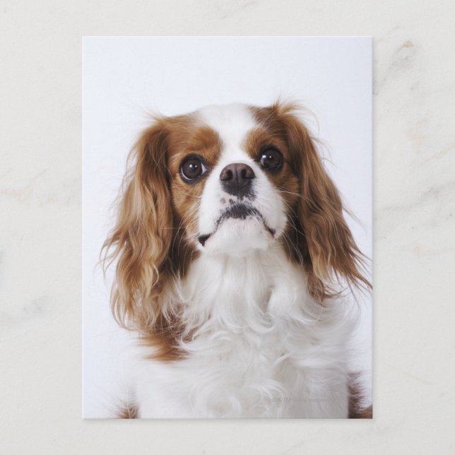 Carte Postale Cavalier King Charles Spaniel assis en studio (Devant)