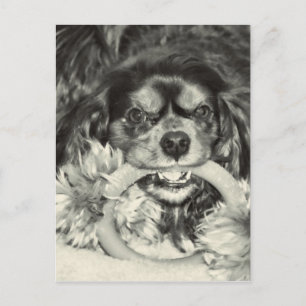 Carte Postale Cavalier King Charles Spaniel Chew Bone