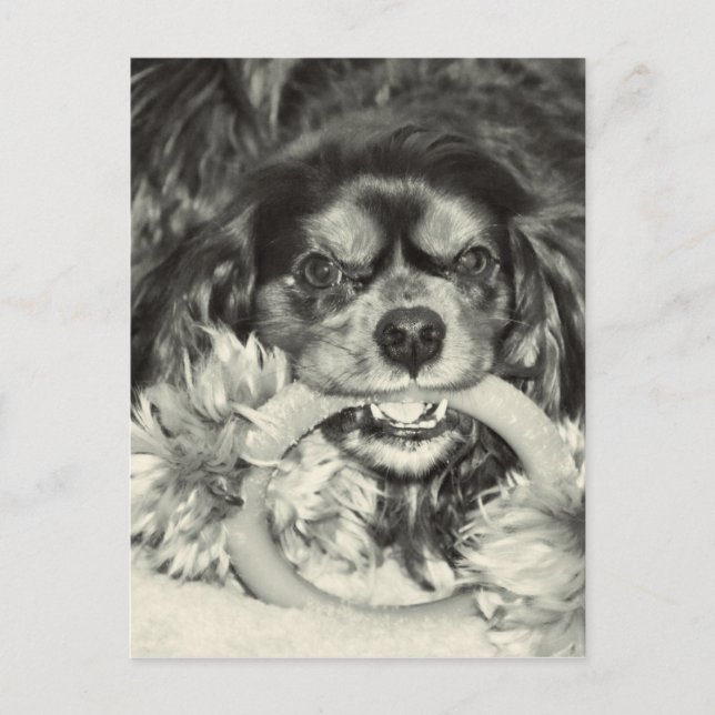 Carte Postale Cavalier King Charles Spaniel Chew Bone (Devant)
