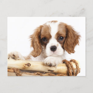 Carte Postale Cavalier King Charles Spaniel Chien Chien Chien Ch