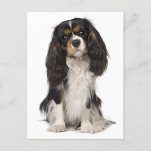 Carte Postale Cavalier King Charles Spaniel Chien Chien Chien Ch