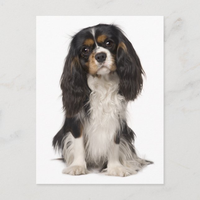 Carte Postale Cavalier King Charles Spaniel Chien Chien Chien Ch (Devant)