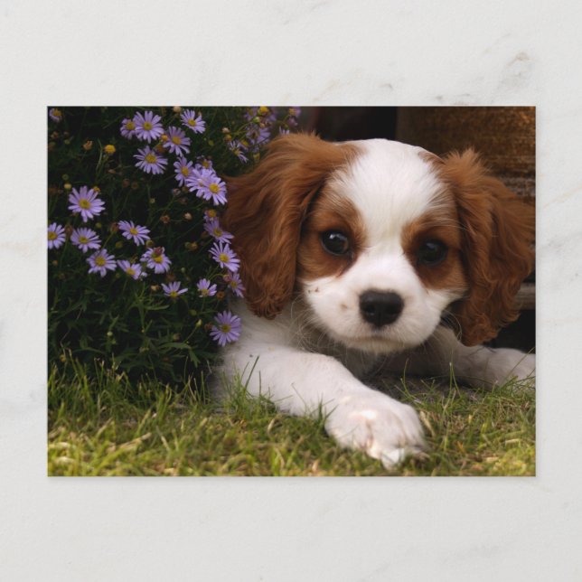 Carte Postale Cavalier King Charles Spaniel Chiot derrière les f (Devant)