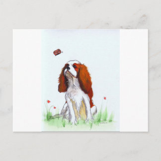 Carte Postale Cavalier King Charles Spaniel CKC