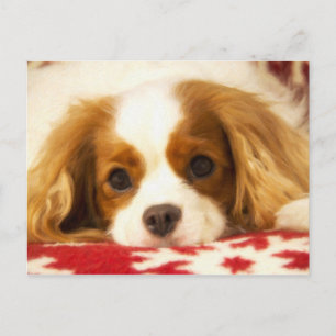 Carte postale Cavalier King Charles Spaniel flocon