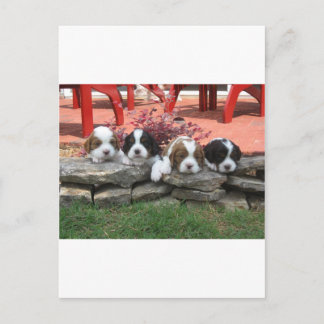 Carte Postale Cavalier King Charles Spaniel Litter