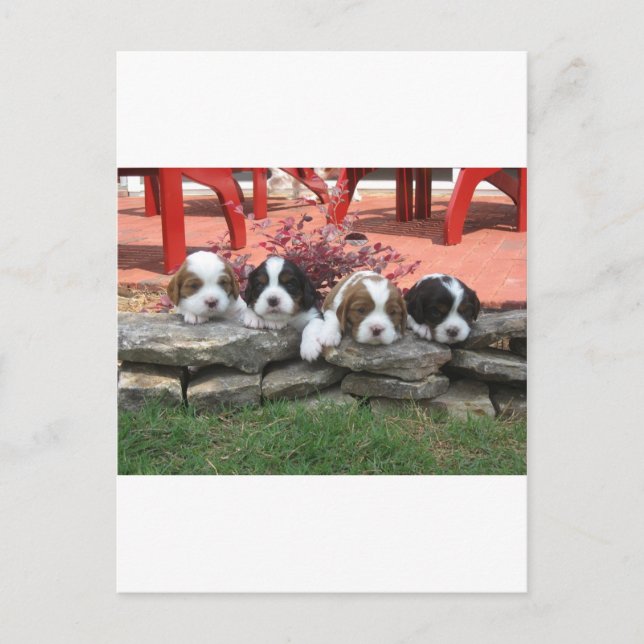 Carte Postale Cavalier King Charles Spaniel Litter (Devant)