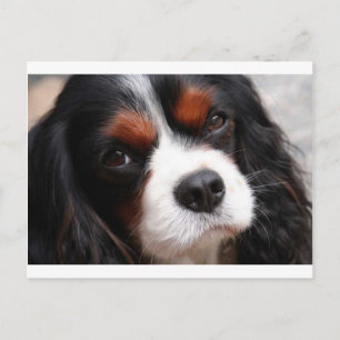 Carte Postale Cavalier King Charles Spaniel Maman
