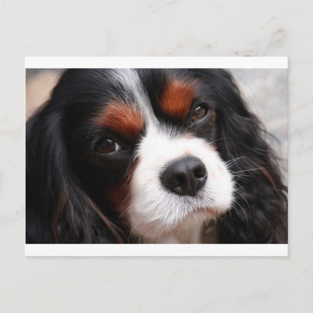 Carte Postale Cavalier King Charles Spaniel Maman (Devant)
