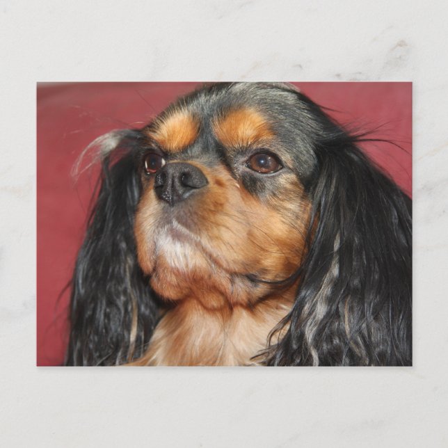 Carte Postale Cavalier King Charles Spaniel noir et feu (Devant)