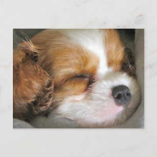 Carte postale Cavalier King Charles Spaniel Puppy