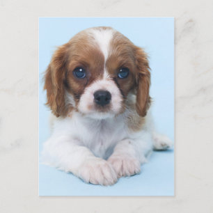 Carte Postale Cavalier King Charles Spaniel Puppy