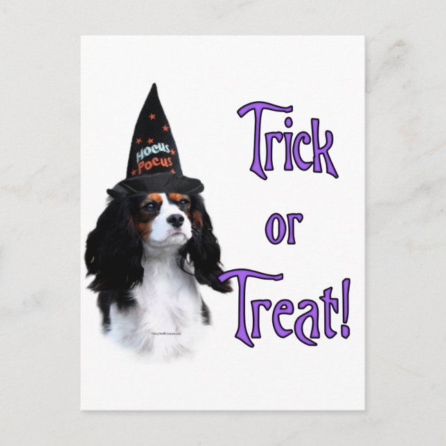 Carte Postale Cavalier King Charles Spaniel Trick (Devant)