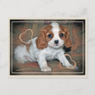 Carte Postale Cavalier King CharlesLove