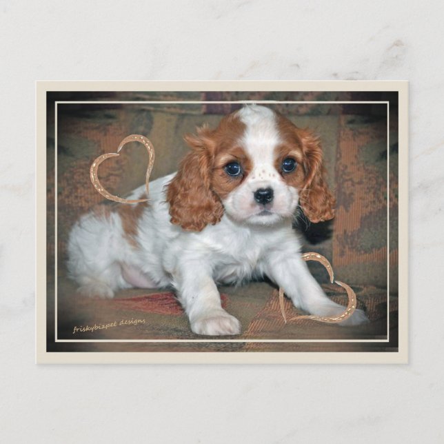 Carte Postale Cavalier King CharlesLove (Devant)