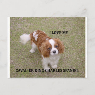 Carte Postale Cavalier-roi-charles-spaniel blenheim aime w pic.