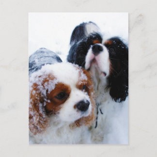 Carte Postale Cavaliers dans la neige