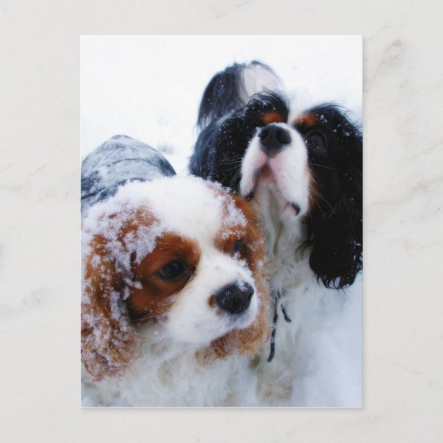 Carte Postale Cavaliers dans la neige (Devant)