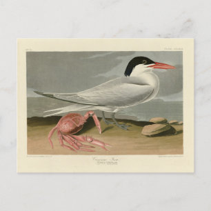 Carte Postale Cayenne (Royal) Tern - Audubon's Birds of America
