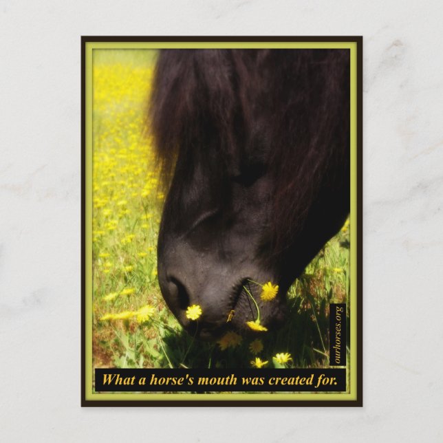 Carte Postale Ce pour quoi la bouche d'un cheval a été créée (Devant)