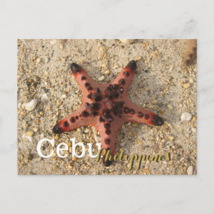 Carte Postale Cebu Philippines Tiger Starfish